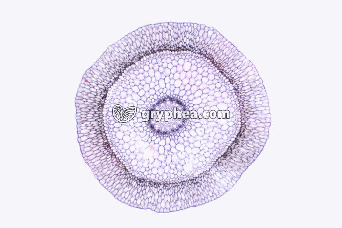 Racine aérienne d'Orchidée avec voile CT x7 - gryphea.com